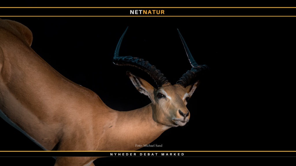Trofæjagt accepteres af langt de fleste Impala (Aepyceros melampus) – jagt, trofæ og biologi