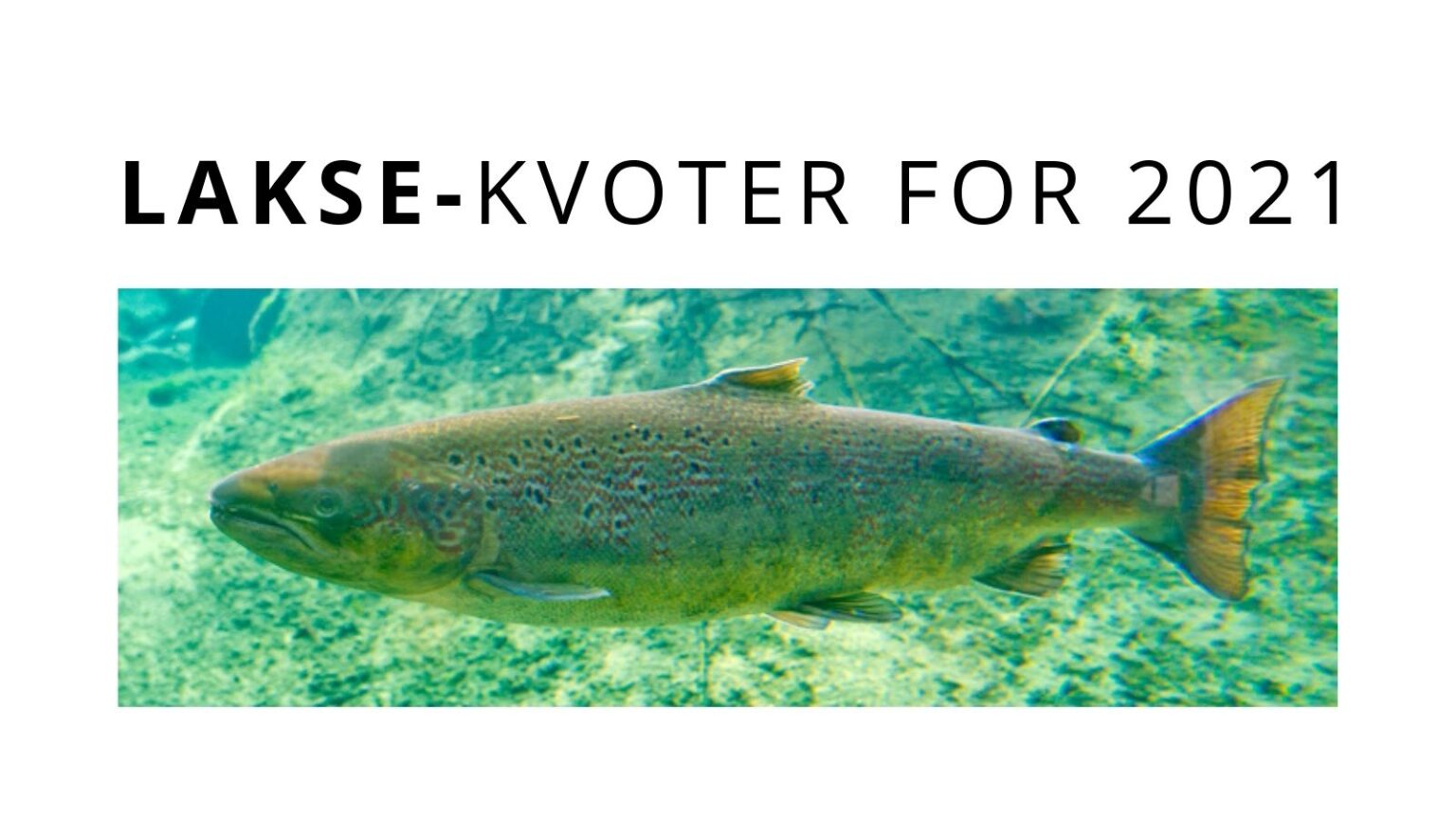 Laksekvoter 2021