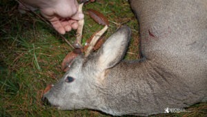 Bukkeleksikon: Kastebuk