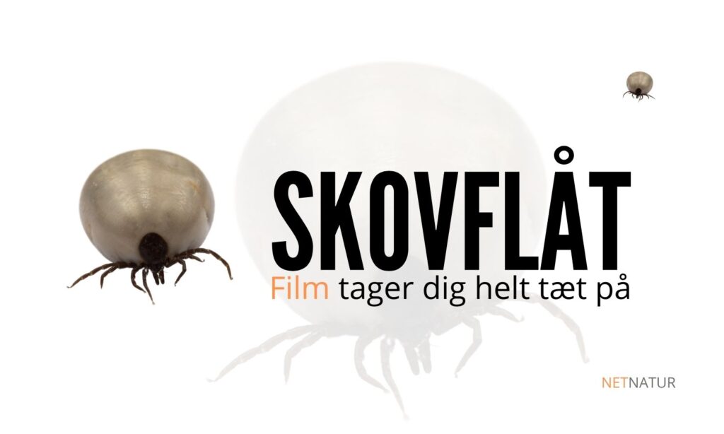 Skovflåt