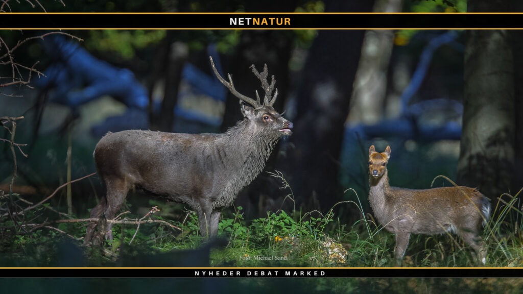 Sika fundet med bedøvelsespil i benet