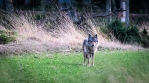 Nysgerrig hanulv følges af Miljøstyrelsen
