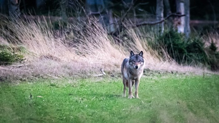 Nysgerrig hanulv følges af Miljøstyrelsen Nysgerrig hanulv følges af Miljøstyrelsen