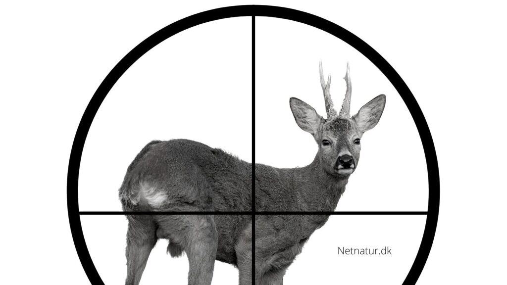 Bukkeleksikon: Kuglefang