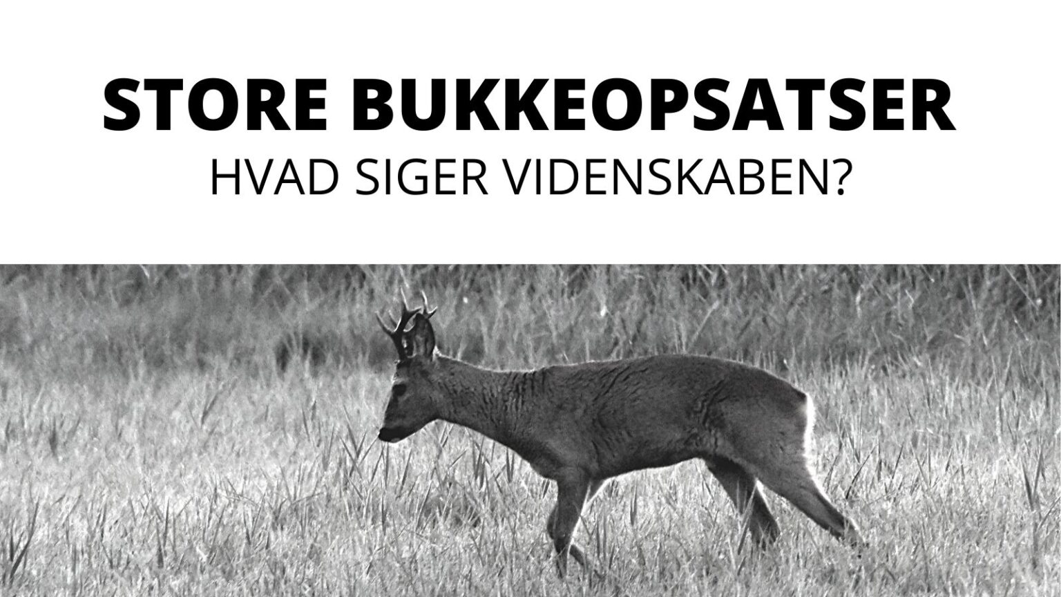 Hvilke bukke bærer de største opsatser? Hvilke bukke bærer de største opsatser?