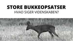 Hvilke bukke bærer de største opsatser?