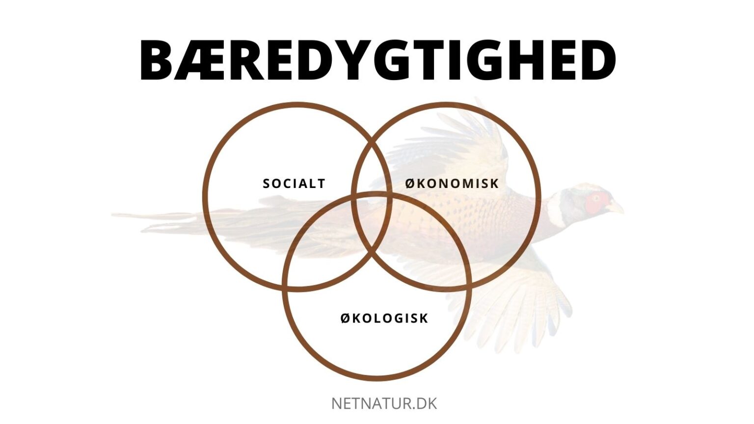Er din jagtform bæredygtig? Bæredygtig jagt