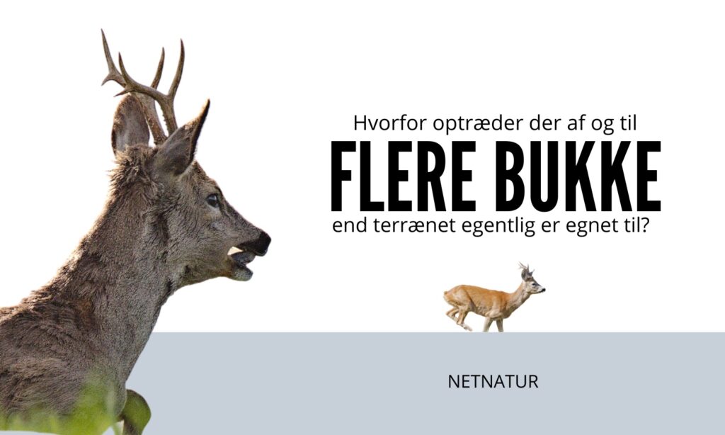 Råbukkes territorier Råbukkes territorier