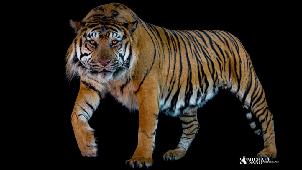 Sumatratiger