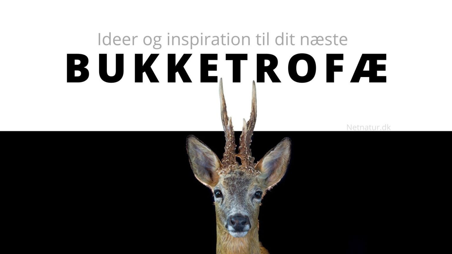 Råbuk som trofæ