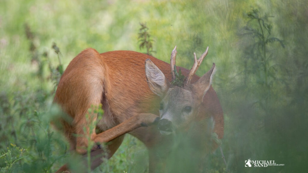 Skudafstand bukkejagt