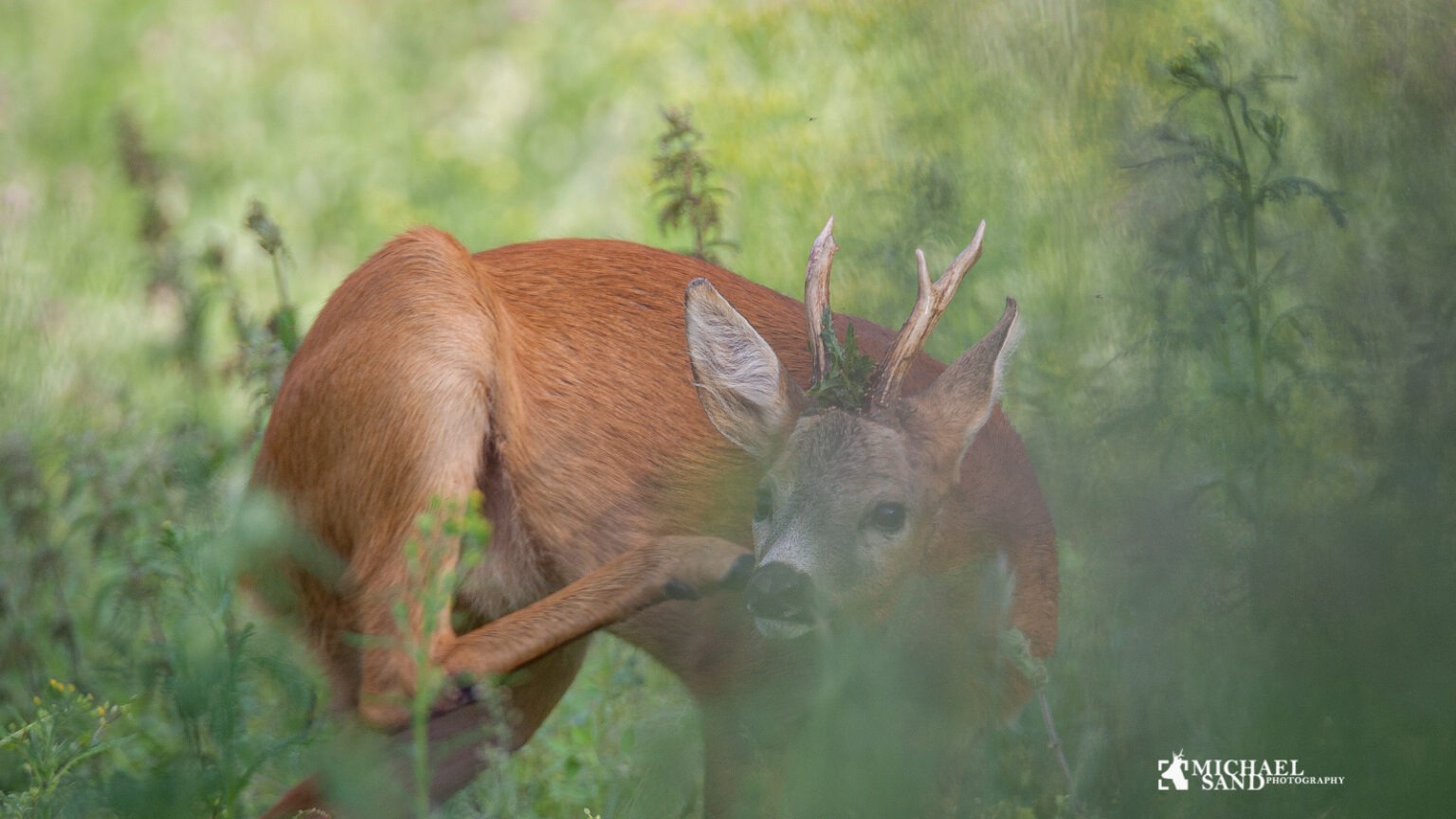 Hver femte råbuk skydes på kloshold Skudafstand bukkejagt