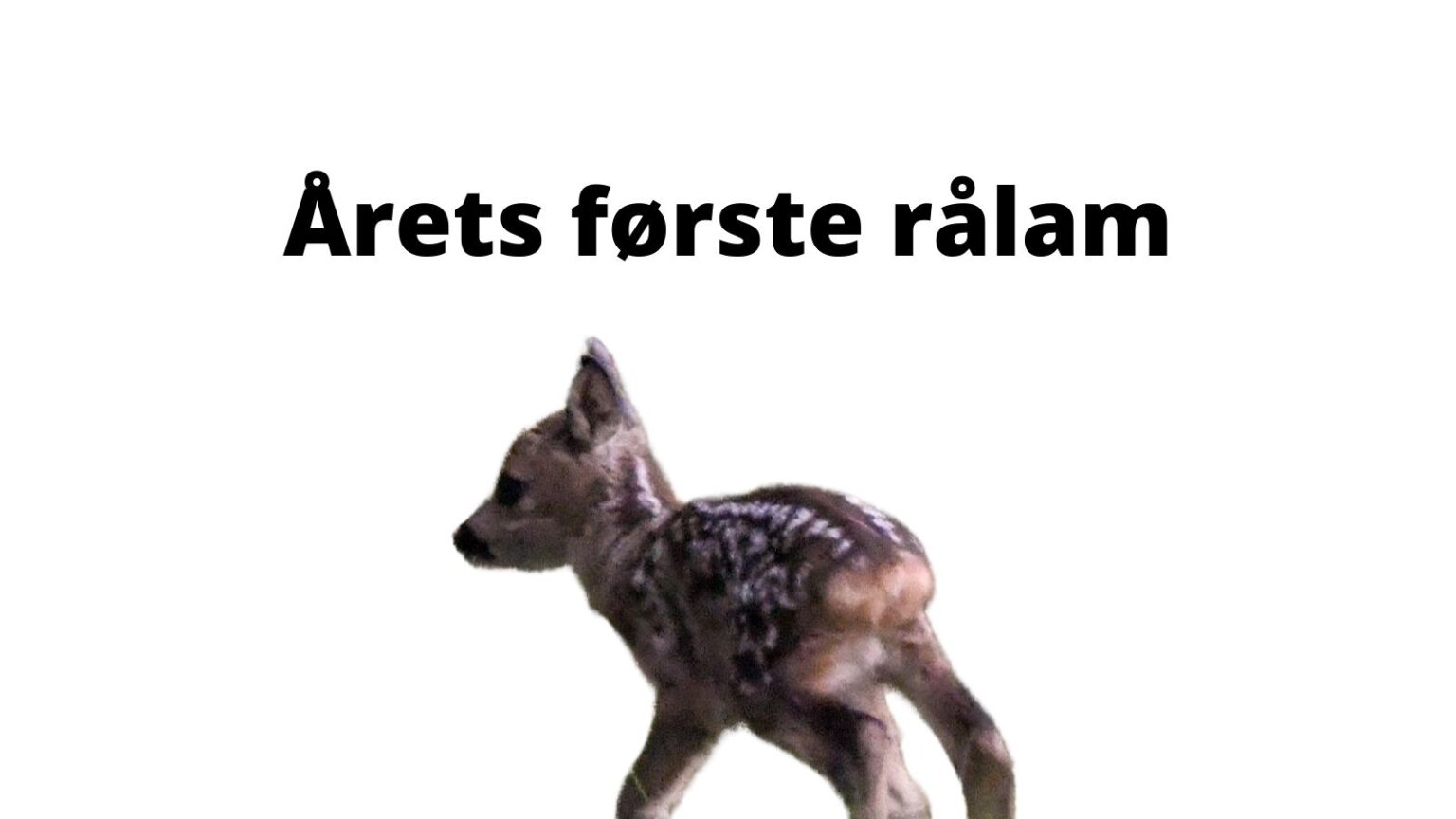 Årets første nyfødte rålam