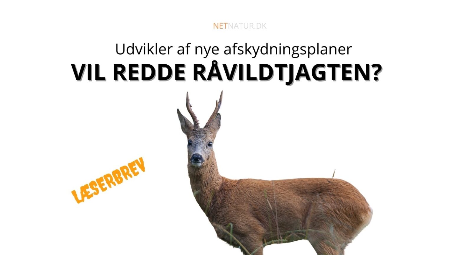 Læserbrev: Afskydning skal redde vores råvildtjagt