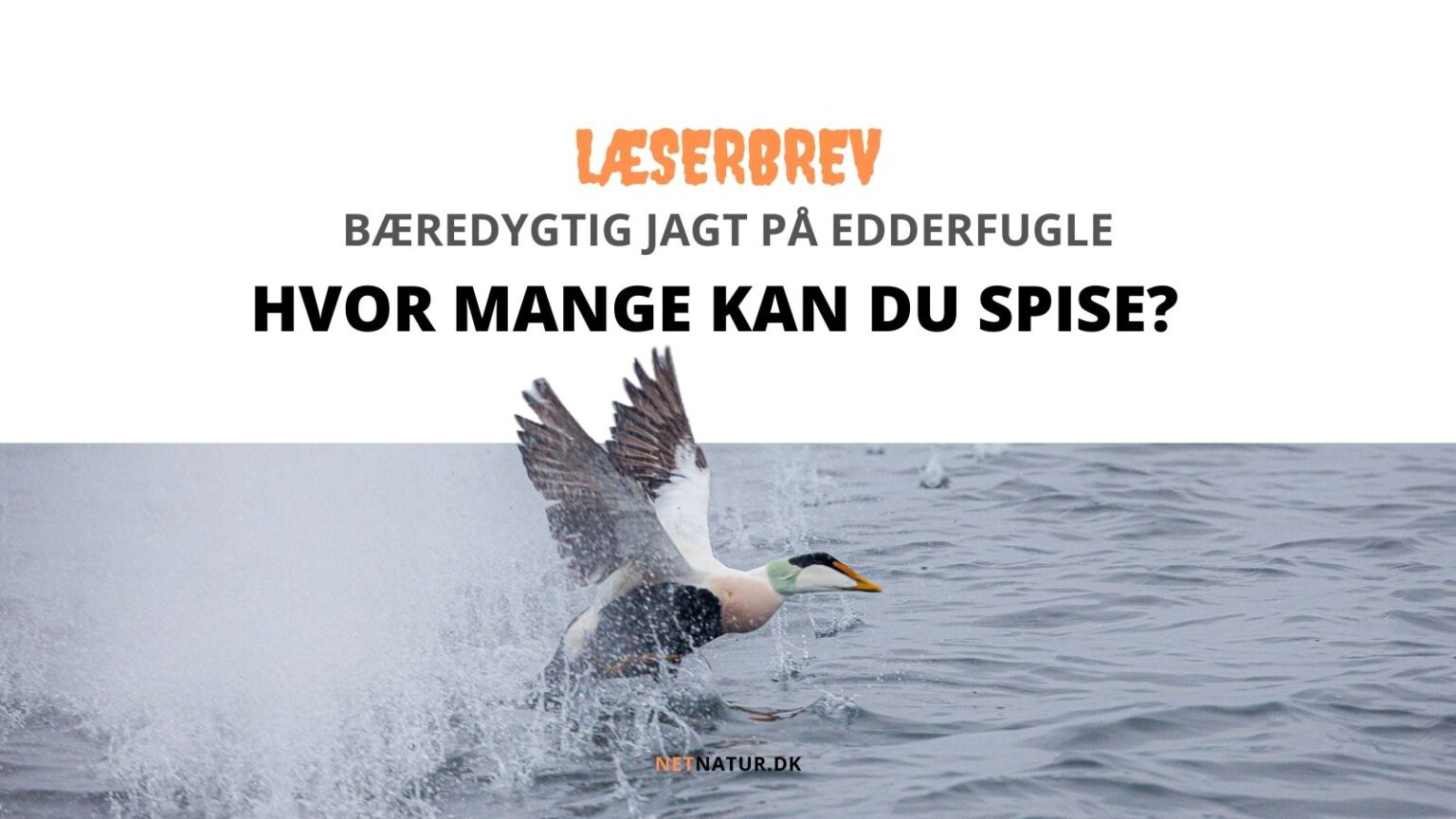 Etik og bæredygtig edderfuglejagt