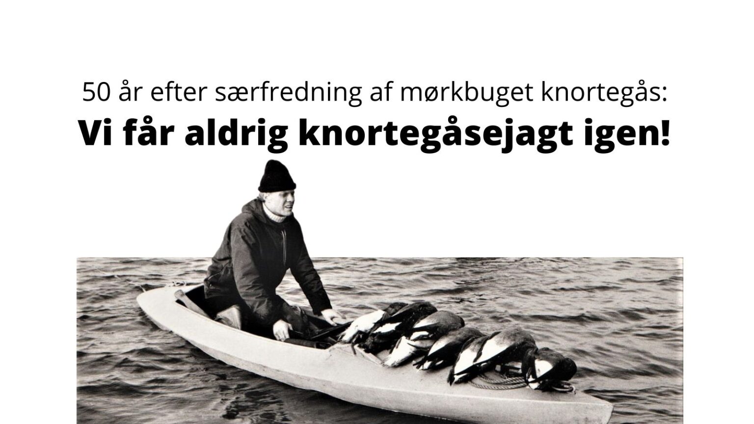 Jagt på knortegæs