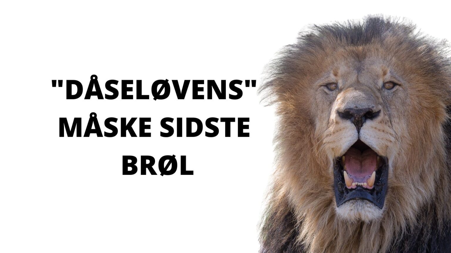 Løvejagt i Sydafrika kan synge på sidste vers