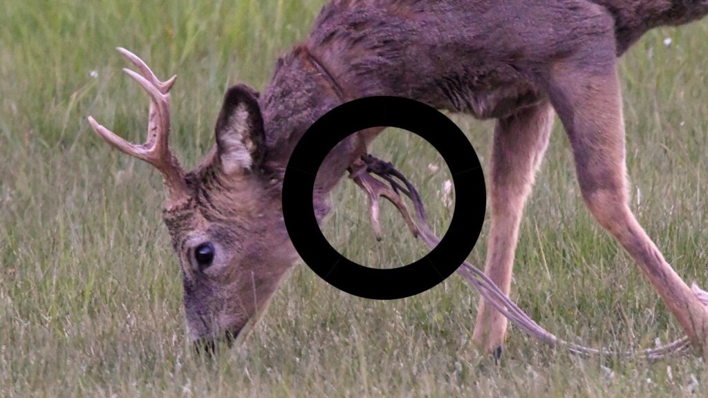 Buk med strik om halsen