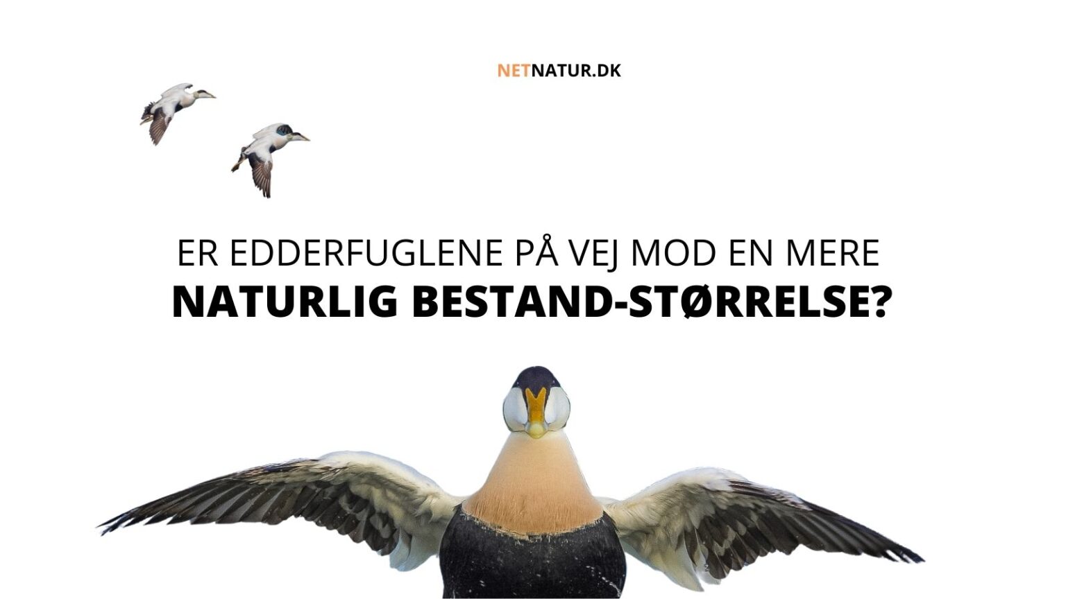 Edderfugl: Kan bestandnedgang også tolkes positivt?