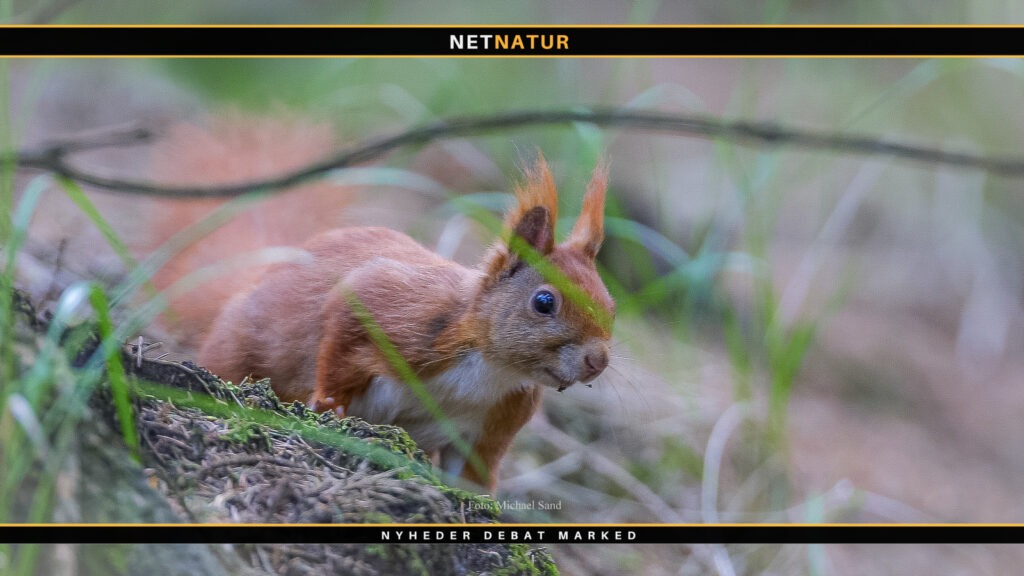 Vis hensyn til forårets dyreunger