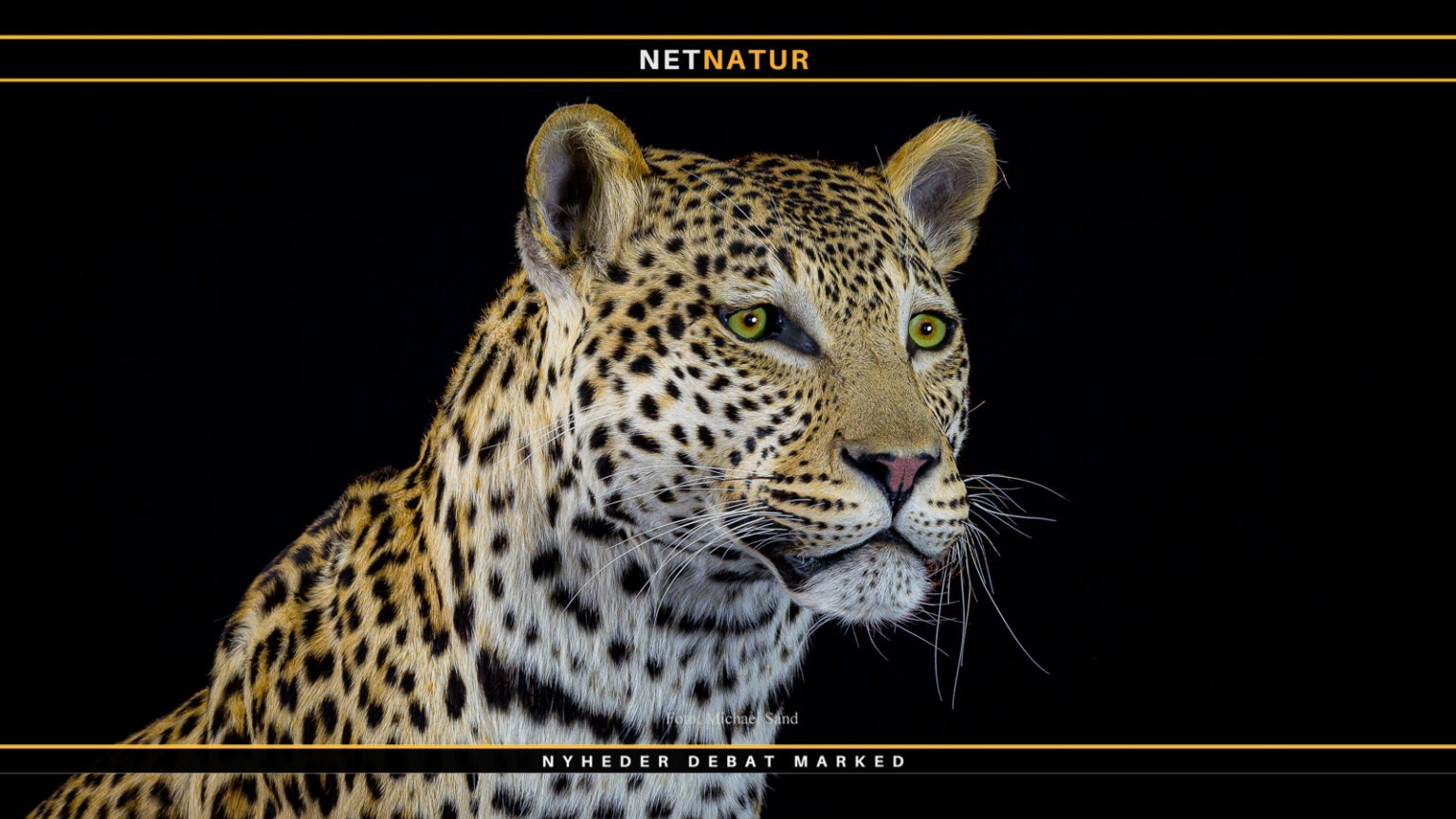 Leopard som trofæ