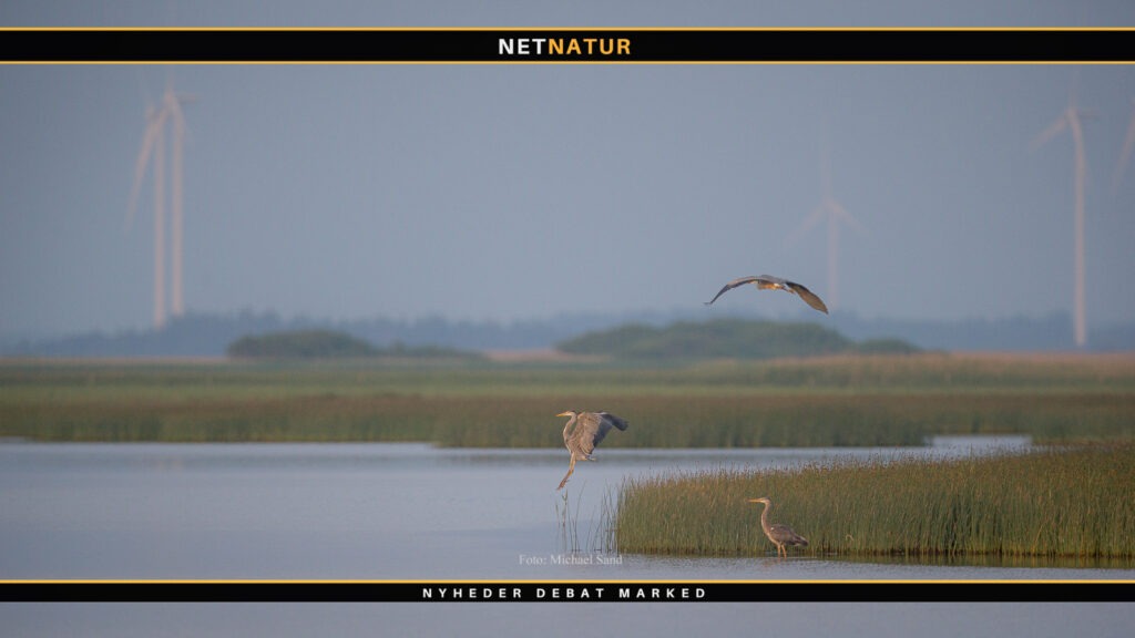 Fugle og vindmøller