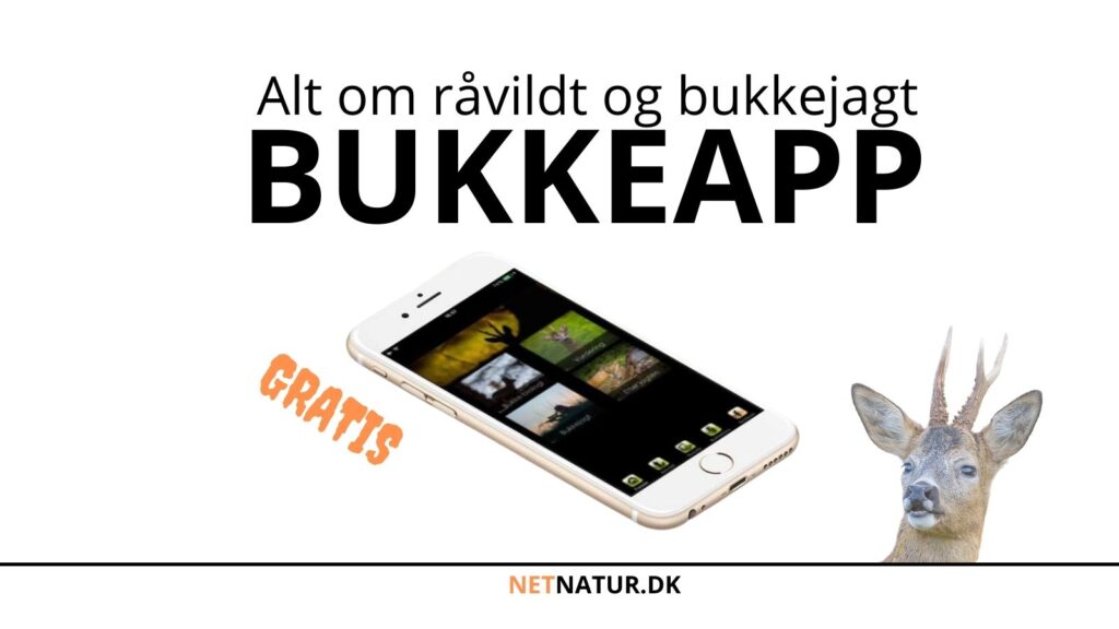 Lad op til bukkejagten med BukkeApp Kender du bukkeapp'en?