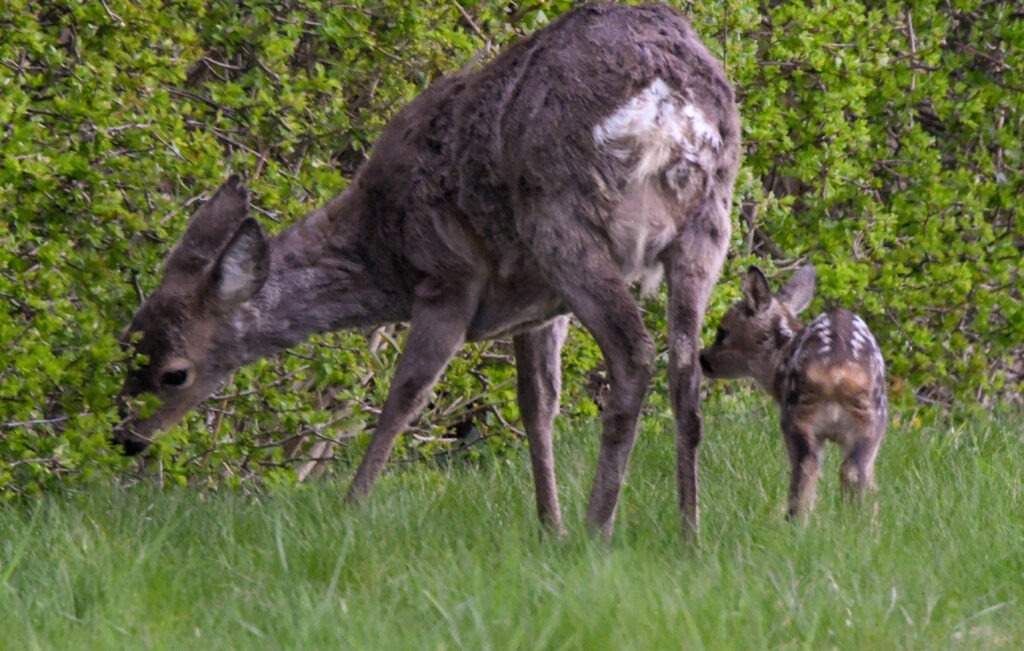 Stor spredning i lammefødsler Rålam