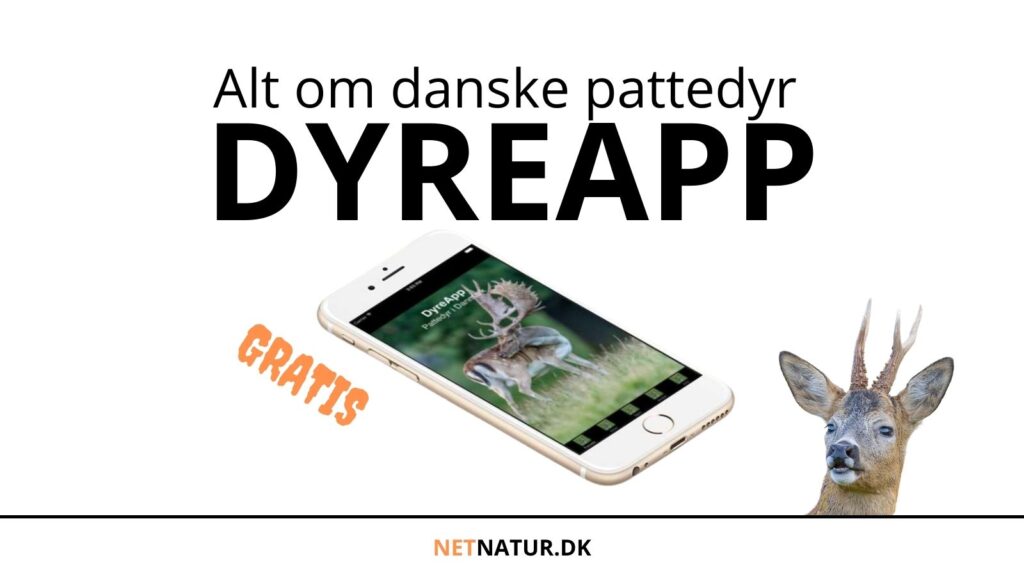 Kender du DyreApp’en?
