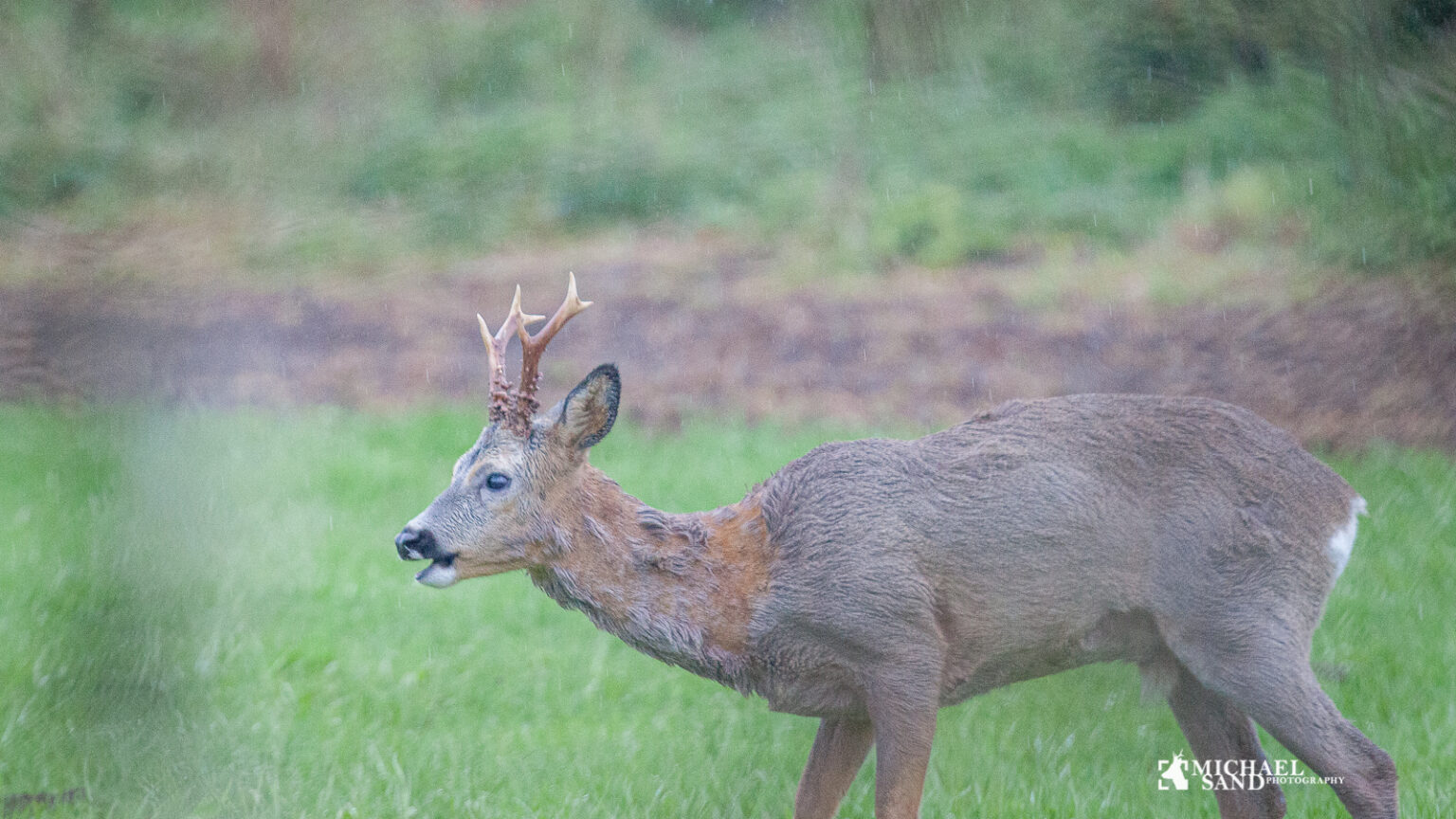 Bukkejagt i regn Bukkejagt i regn