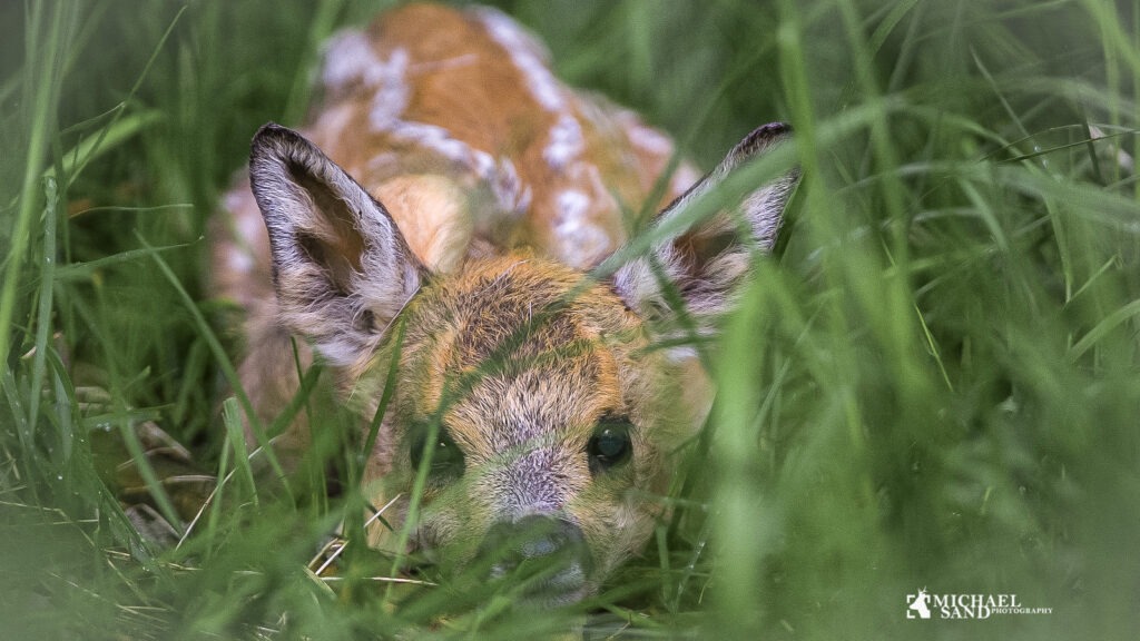 Høslæt eller høstarbejde