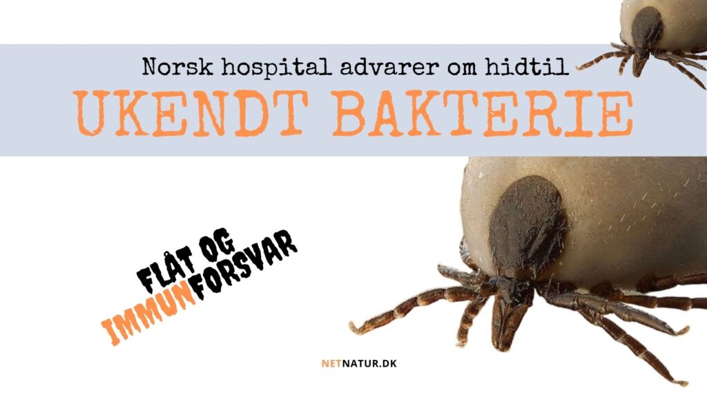 Ukendt bakterie fundet i flåt