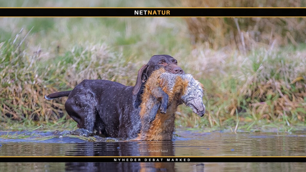 Apportering af ræv og tilvænningen til vægten jagthund og ræv