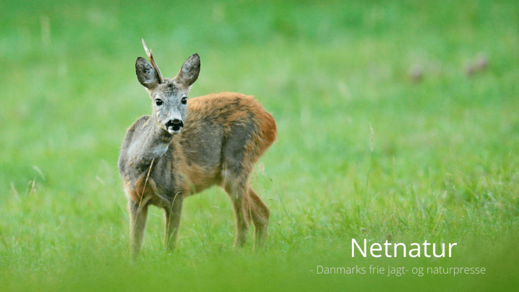 Når sprosser knækker