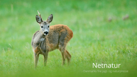 Når sprosser knækker