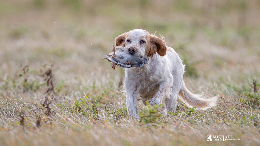 udsætning af fuglevildt