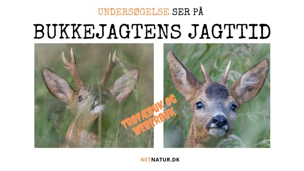 Bukkejagt: Sådan ønsker jægerne jagttiden