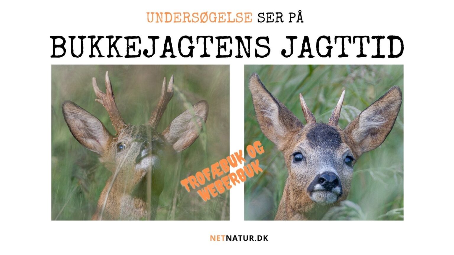 Bukkejagt: Sådan ønsker jægerne jagttiden Bukkejagt: Sådan ønsker jægerne jagttiden