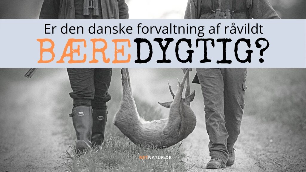 Bæredygtig jagt på råvildt Bæredygtig jagt på råvildt