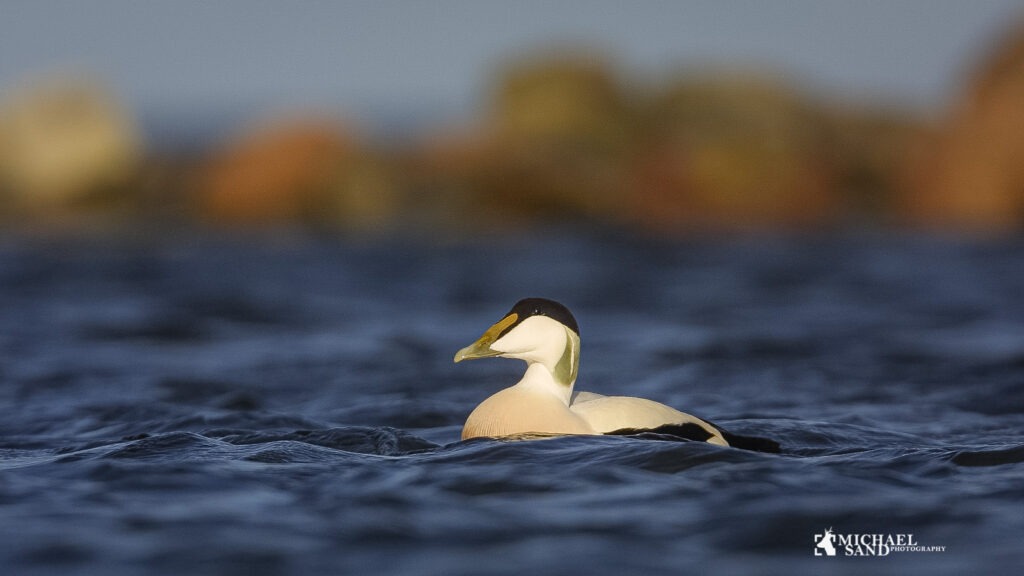 edderfugl adaptiv forvaltning