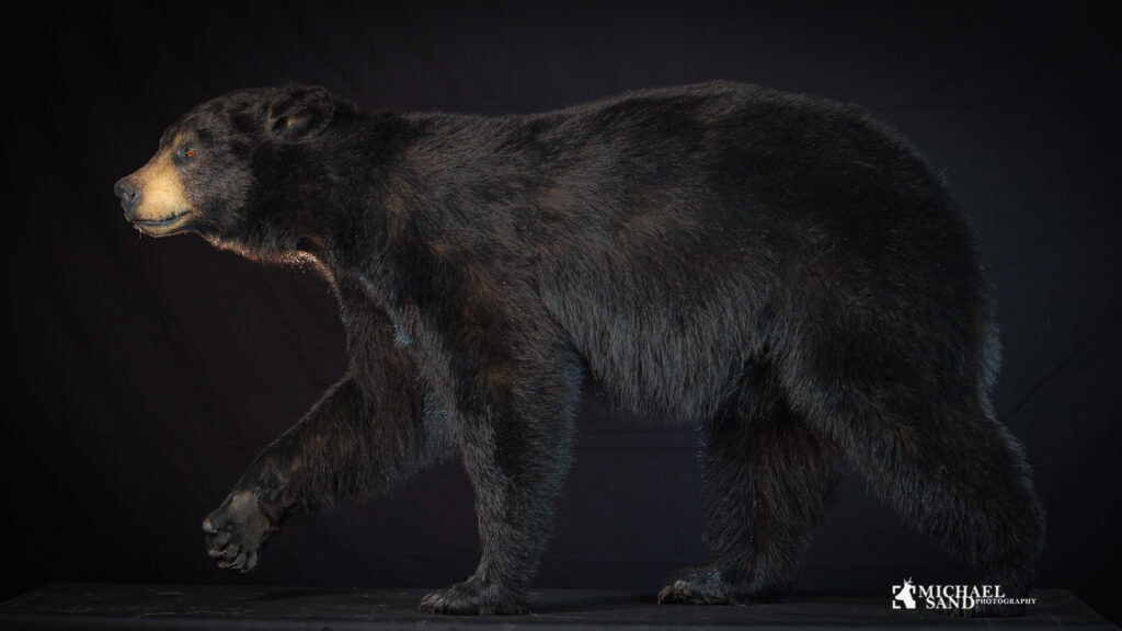 gebyr på jagttrofæ