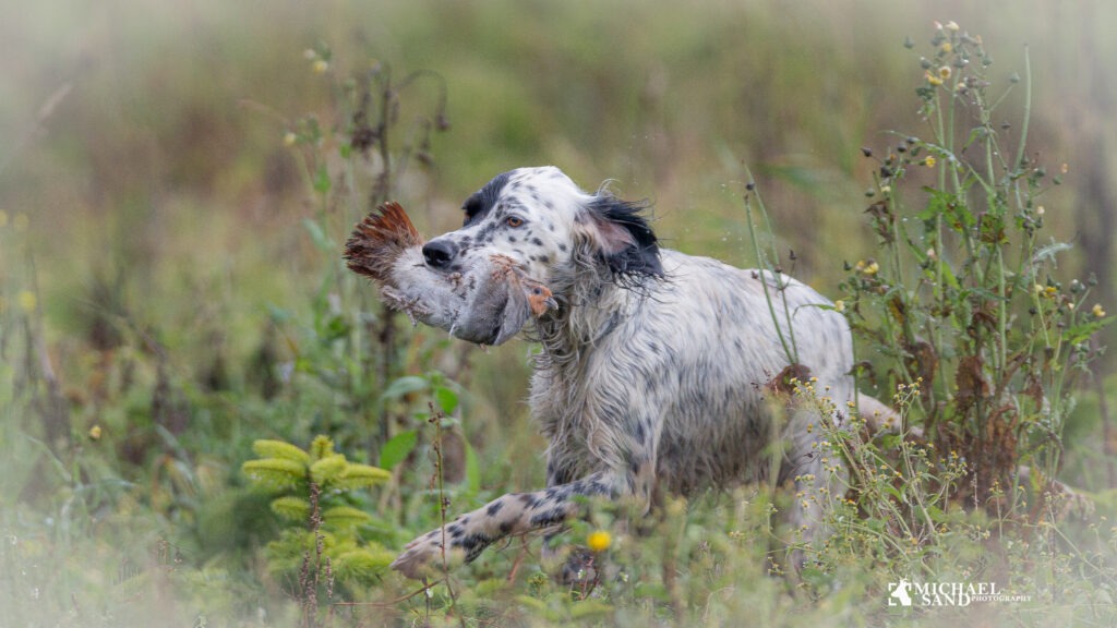 Apportering af vingeskudt vildt