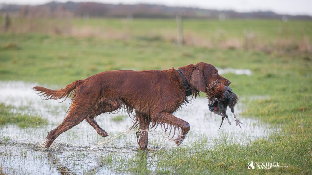 Apportering af anskudt fuglevildt