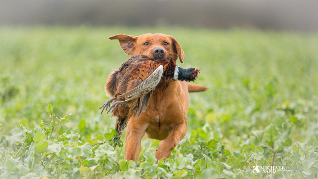 Jagthundens første klapjagt