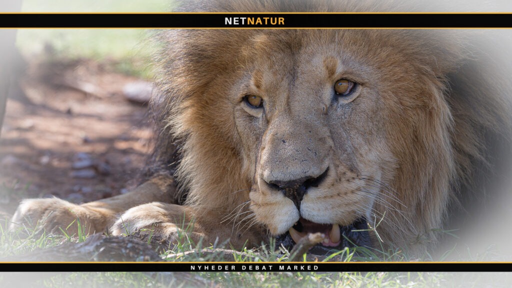 Udsigt til masseaflivning af løver