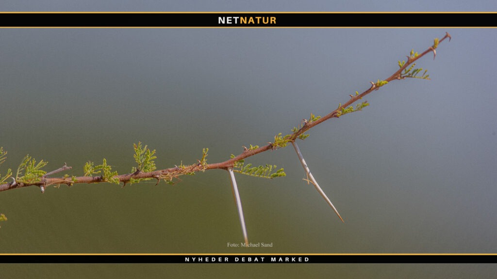 Kødædende parasitter spreder sig