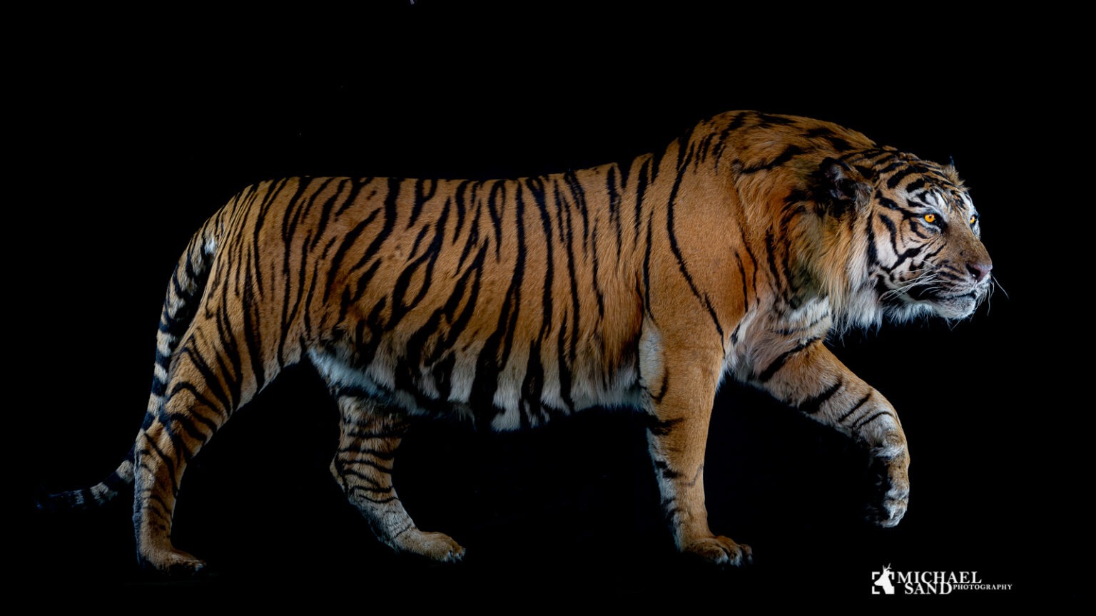 Krybskytte anklaget for 70 tigerdrab Tiger og krybskytte