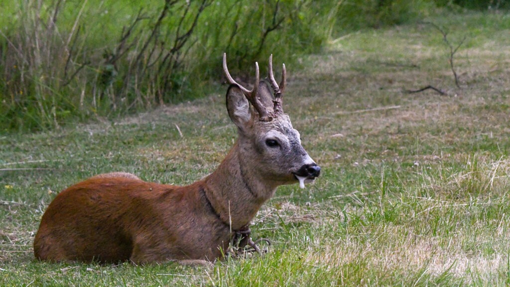 Siddende bukke på stribe Enø