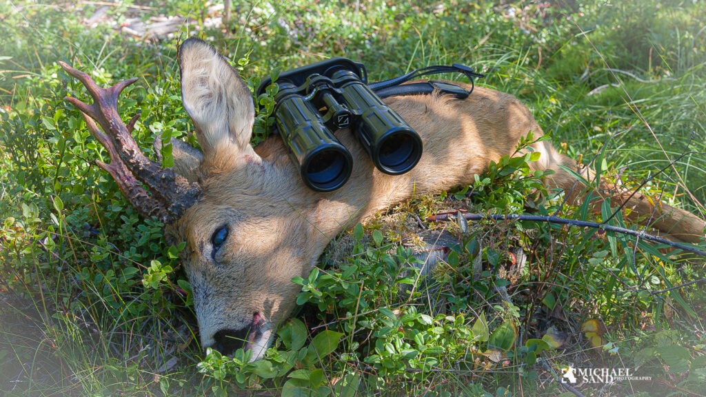 Dyrekølle af sommerbuk