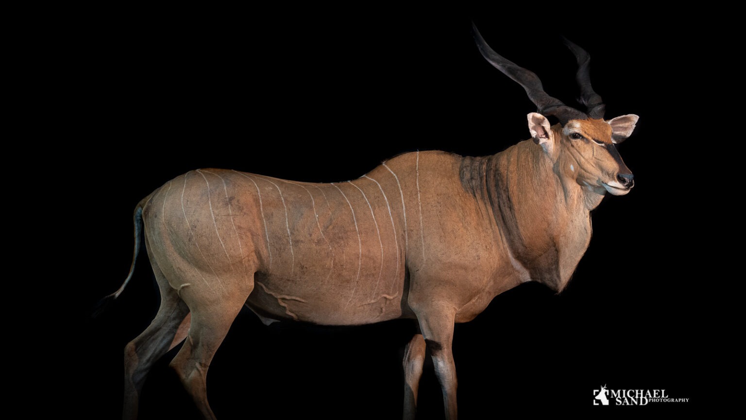Lord Derby Eland i Cameroun